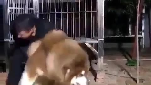 “Yes! I assure you I’m a dog! Now, leave me alone, ya .”