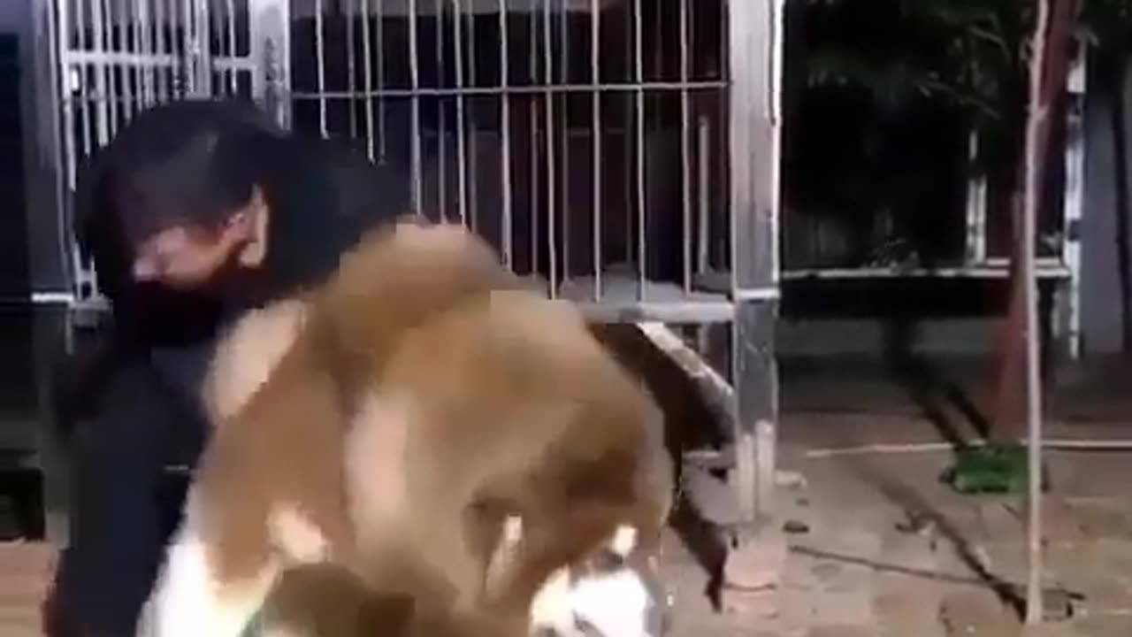“Yes! I assure you I’m a dog! Now, leave me alone, ya .”