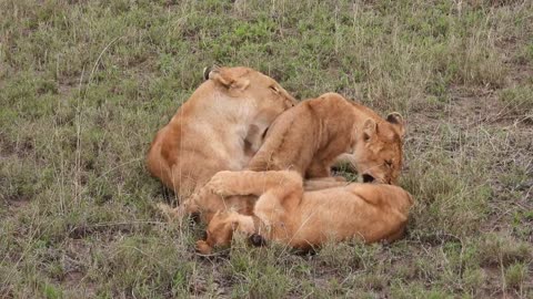 Lions are Playins with Mummy - Wild Animals