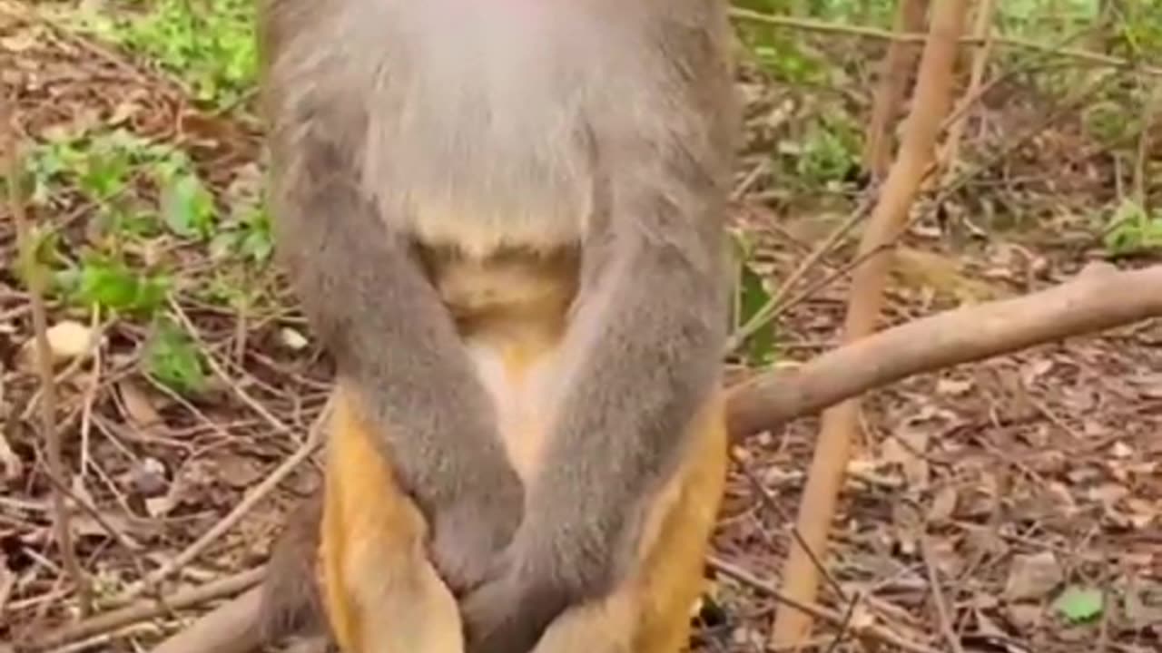 LaughingPaws: Hilarious Animal Moments to Brighten Your Day!