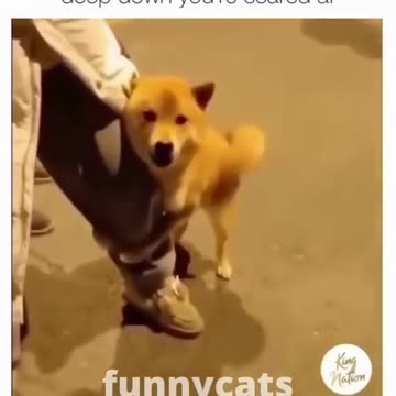 Funniest pets😁😁