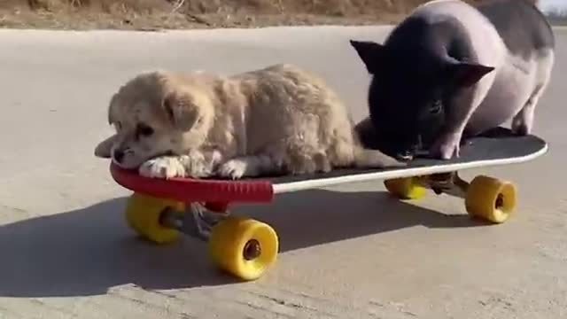 Cute Animals | Funny Videos Compilation 2021