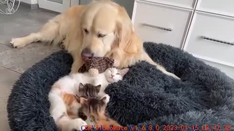 Golden Retriever Reacts to Mom Cat with Kittens in Dog Bed