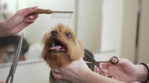 Lovely puppy in salon