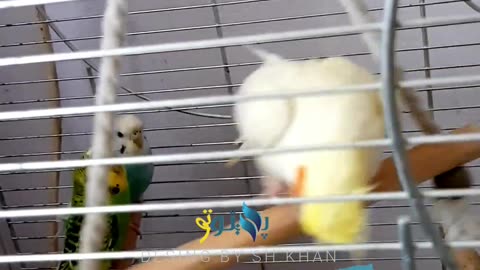parrot