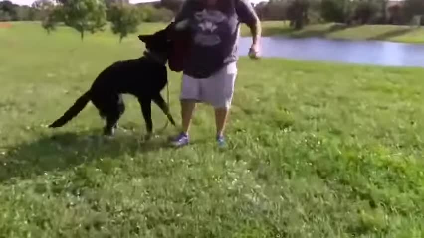 How To Train Your Dog To Become Agressive.