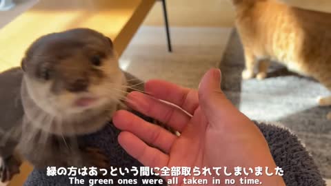 Otter and cat trying to solve the most difficult educational toy ever