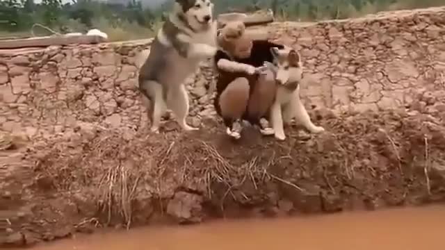 Husky pushes his caretaker and dropped in dirty water