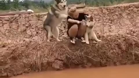 Husky pushes his caretaker and dropped in dirty water