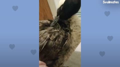 Guy Teaches His Rescued Gosling How To Fly | The Dodo Soulmates