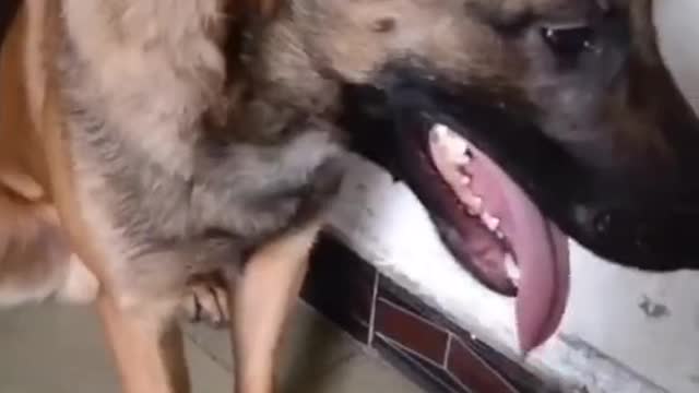 #puppy #funnydog #funnyvideo #foryou
