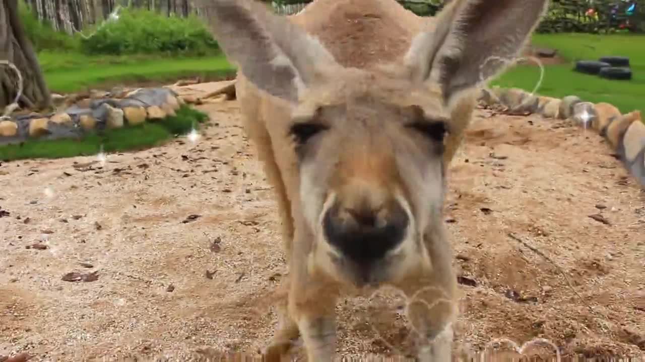 Kiss the kangaroo