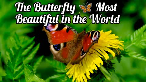 The Butterfly 🦋 Most Beautiful in the World