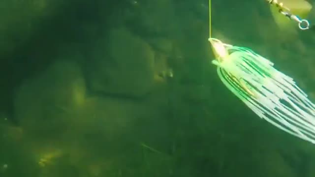 This is a beautiful and charming water-dwelling species