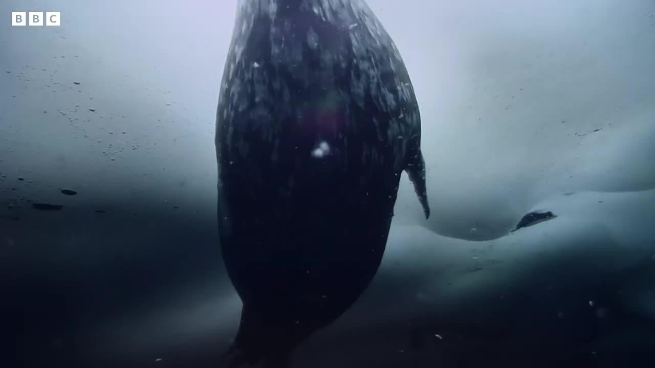 Weddell Seals: Antarctica's Permanent Resident | Snow Animals | BBC Earth