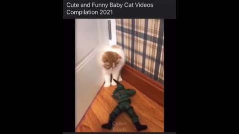 Cats Funny Videos - Cute Cats - Crazy Cats S2 S2 S2