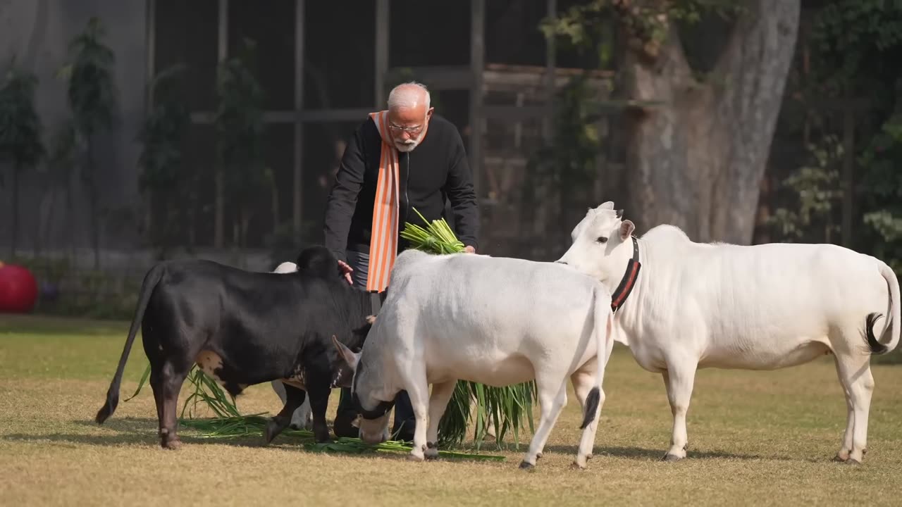 PM Modi feeds Micro Miniature Cow