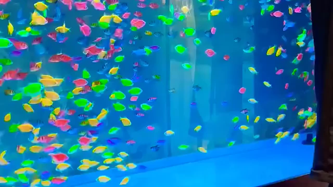 glow tetra fish -- tetra fish tank set up #fish #viral video