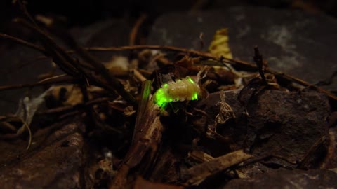 Aha Nature Moments_ Fireflies_1