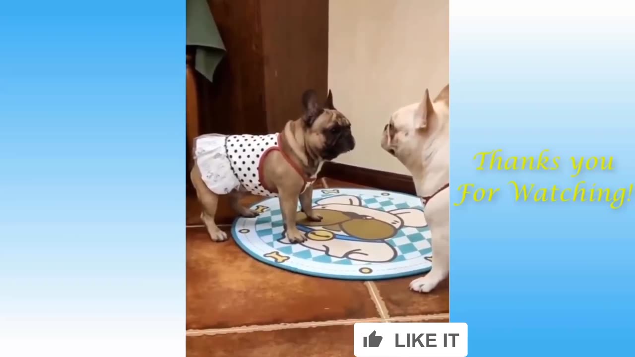 Funny animal videos|Cute animal videos |Funny dog&cat videos|Hilarious pet videos|funny video