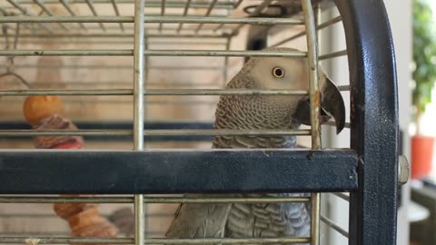 PARROT TOLD WHAT HE THINKS ABOUT PUTIN