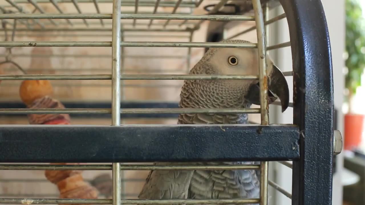 PARROT TOLD WHAT HE THINKS ABOUT PUTIN