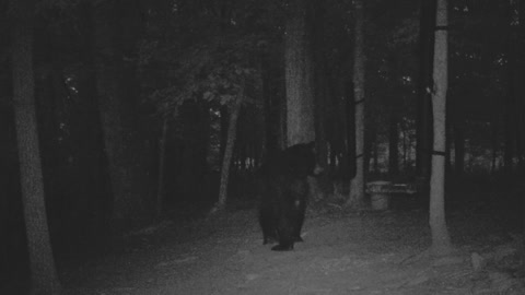 The Woods - 07/31/2021 Bear 2