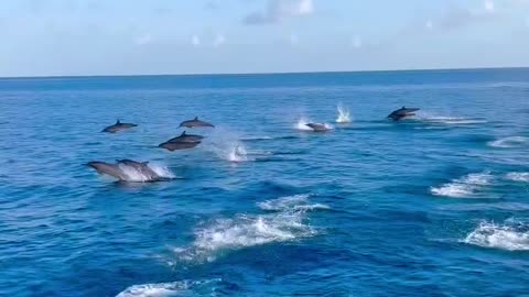 What are these in the ocean?