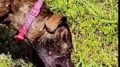 Funny animal video