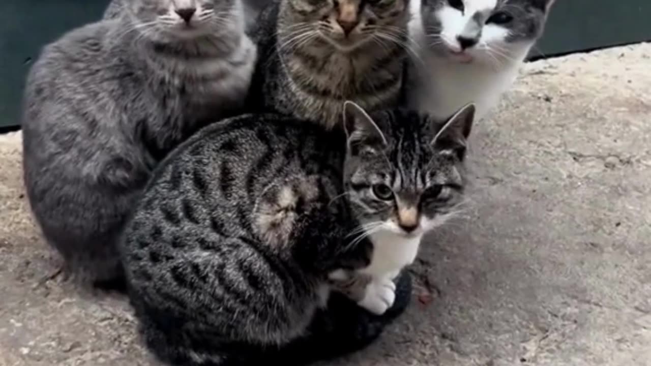 Cute Cats & Funny Cats 😍😍😅😅 #shorts #reels #cats #viral #mmvcats