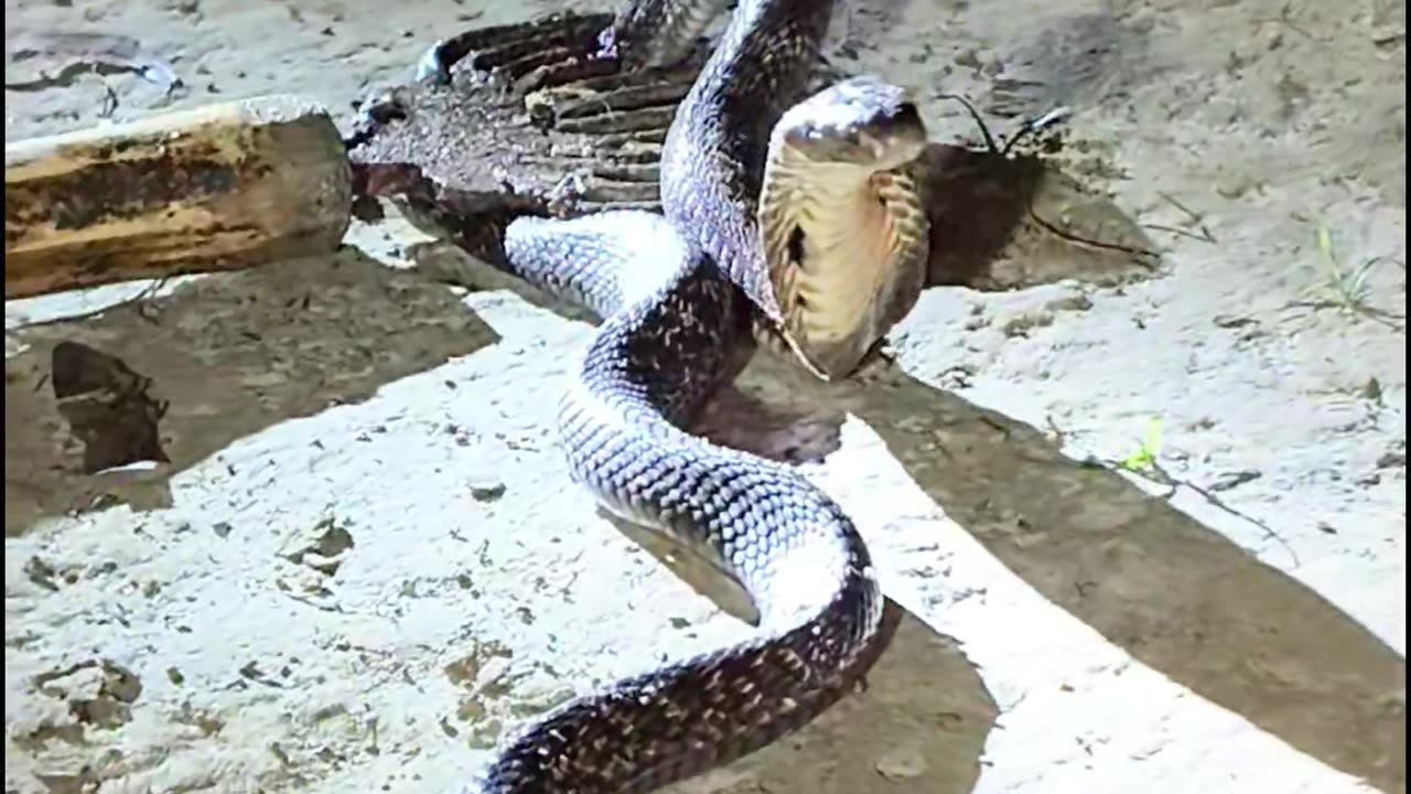 king cobra snake | Biggest king cobra🔥🥵😤😱😭#kingcobra #shorts #shortvideo #viral #snake