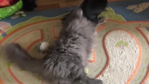 Funny animals - Funny cats dogs - Funny animal