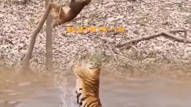 Extreme Fights Between Wild Animals