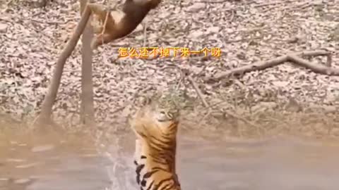 Extreme Fights Between Wild Animals