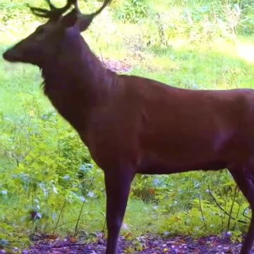 Big Cats Unbelievable Encounter with the King of Beasts! #cats #lion #tiger #wildlife