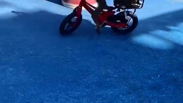 Monkey riding bike