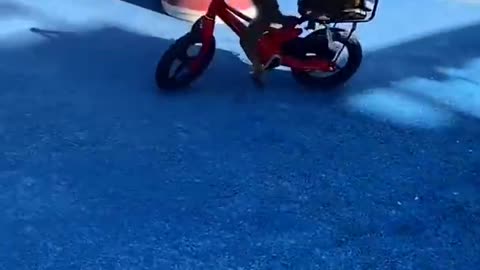 Monkey riding bike