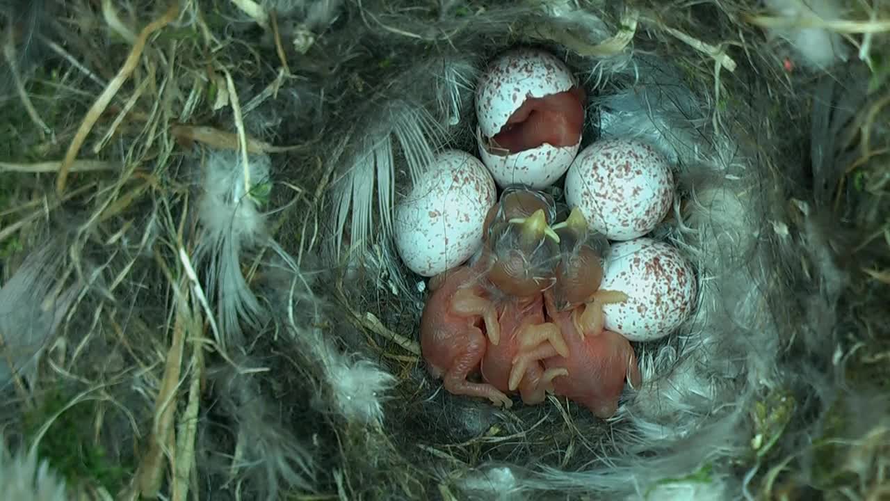 Tiny Woodland Bird Cyanistes Caeruleus Hatches out from an egg