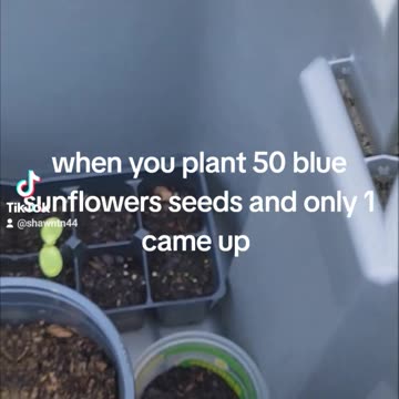 I planted 50 blue sunflower seeds and only got one to come up