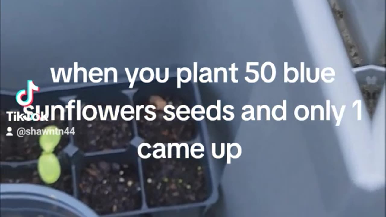 I planted 50 blue sunflower seeds and only got one to come up