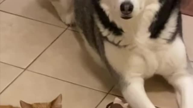 Kitten Is Protected By 2 GIANT Siberian Huskies!