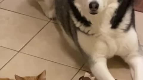 Kitten Is Protected By 2 GIANT Siberian Huskies!