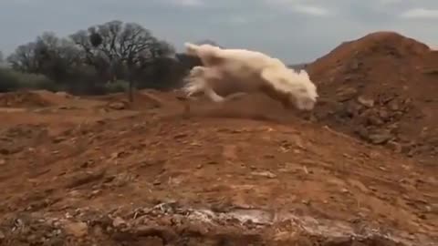 A dog with slippery feet in the air