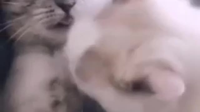 Try Not To Laugh Watching Funny Animals Compilation | Funniest Animals Vines 2021