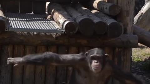 The gorilla can be a pilot