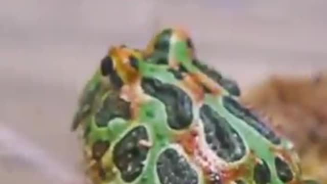 Pulling a parasites from a hornet