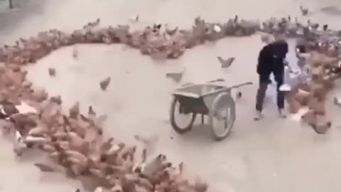 Funny hens Making Drill