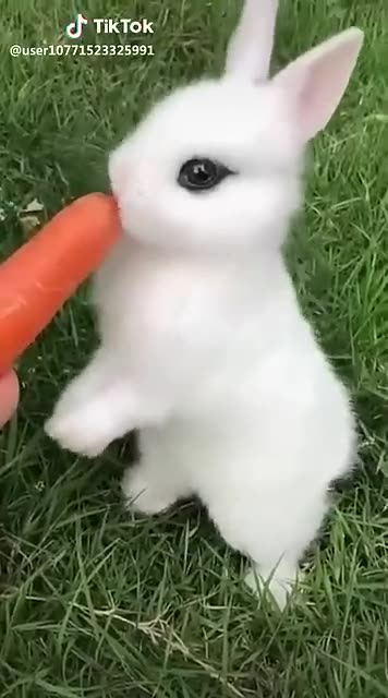 Cute rabbit