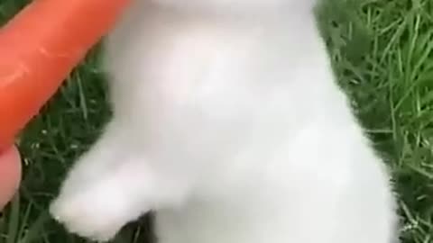 Cute rabbit