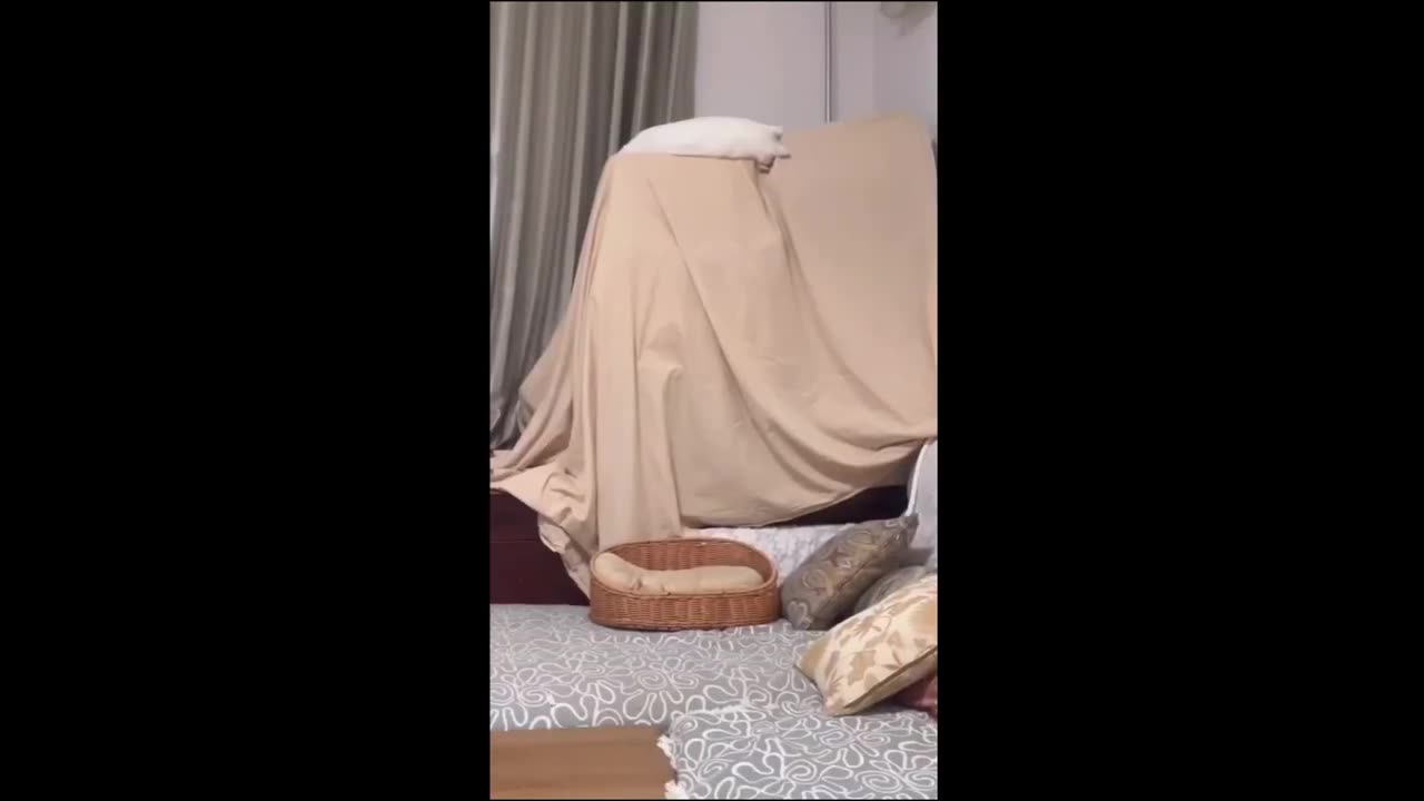 Funny animal video all the time